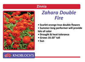 Zinnia - Zahara Double Fire