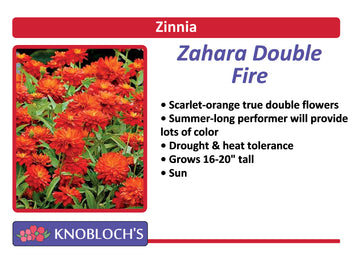 Zinnia - Zahara Double Fire (3 pk)