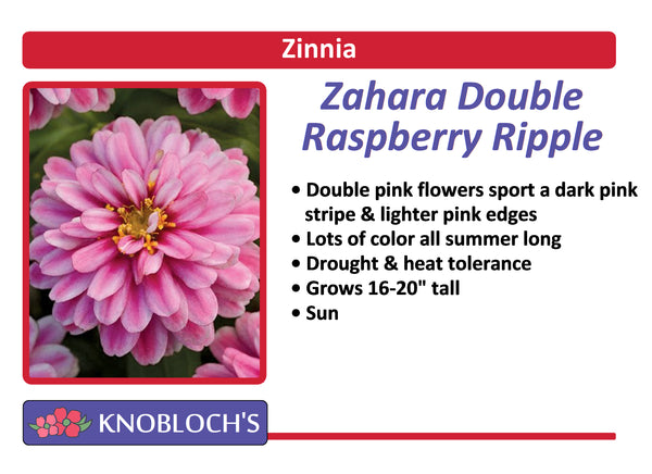 Zinnia - Zahara Double Raspberry Ripple