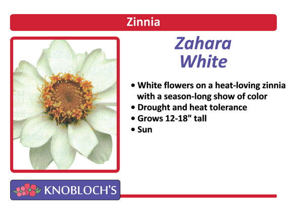 Zinnia - Zahara White