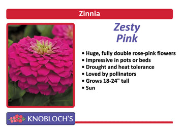 Zinnia - Zesty Pink
