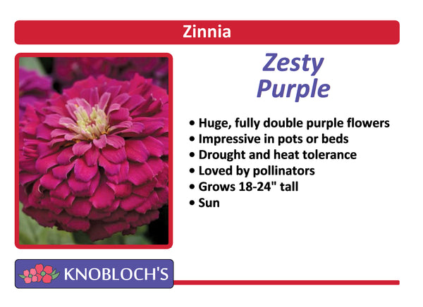 Zinnia - Zesty Purple