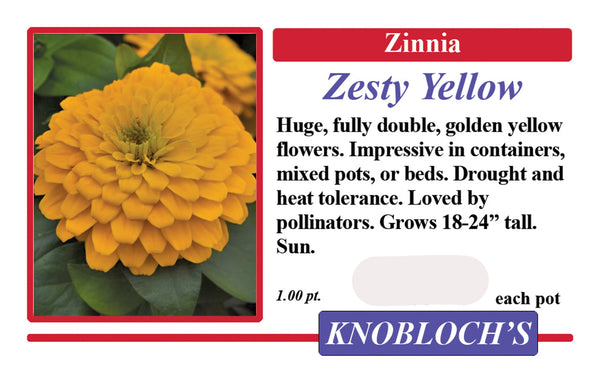 Zinnia - Zesty Yellow