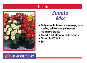 Zinnia - Zinnita Mix